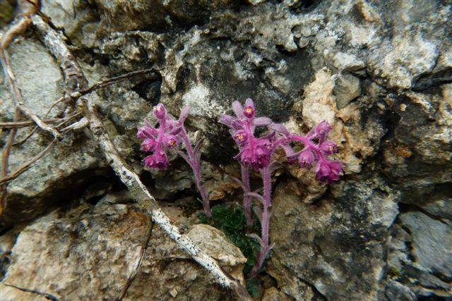 Saxifraga porophylla
